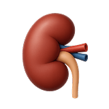 Kidney and Liver Function