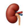 Kidney and Liver Function